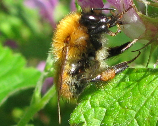 Bombus pascuorum